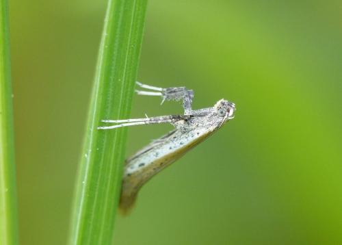 Aspilapteryx tringipennella